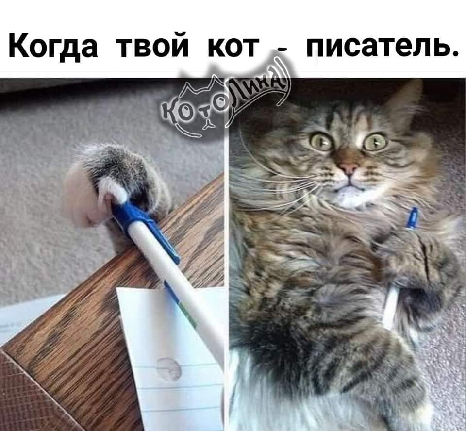 картинки ручки котики